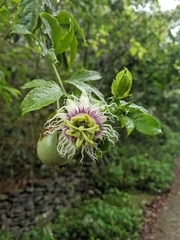 Passiflora edulis edulis