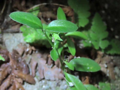 Leptopetalum biflorum observed 2026-04-29