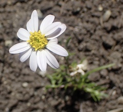 Pentachaeta bellidiflora