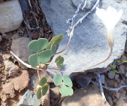 Oxalis pocockiae, photograph 5