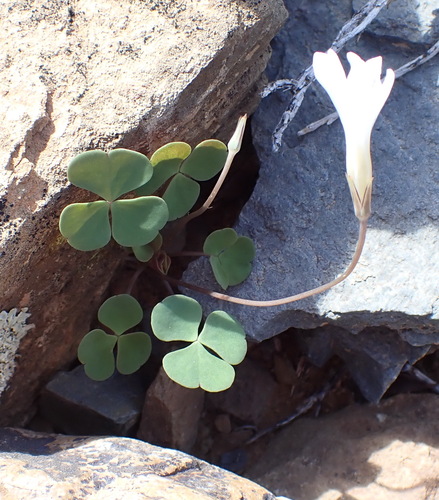 Oxalis pocockiae, photograph 4