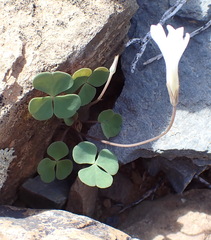 Oxalis pocockiae, photograph (c) Nicola van Berkel, some rights reserved (CC BY-SA)
