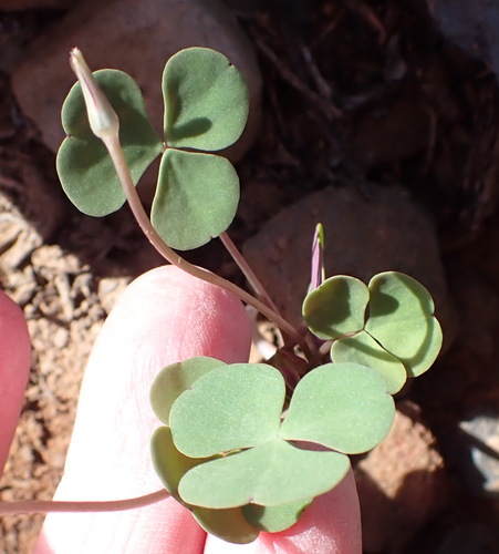 Oxalis pocockiae, photograph 3