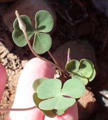 Oxalis pocockiae, photograph (c) Nicola van Berkel, some rights reserved (CC BY-SA)