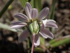 Pentachaeta bellidiflora