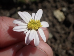 Pentachaeta bellidiflora
