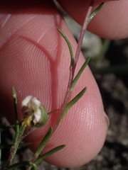 Pentachaeta bellidiflora