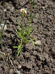 Pentachaeta bellidiflora
