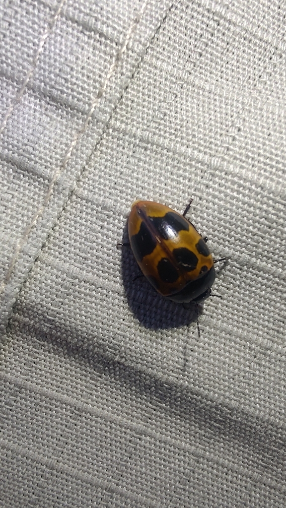 Iphiclus chelonarius