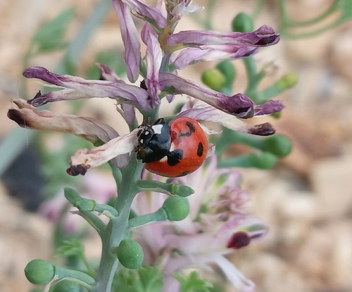 Seven-spotted Lady Beetle