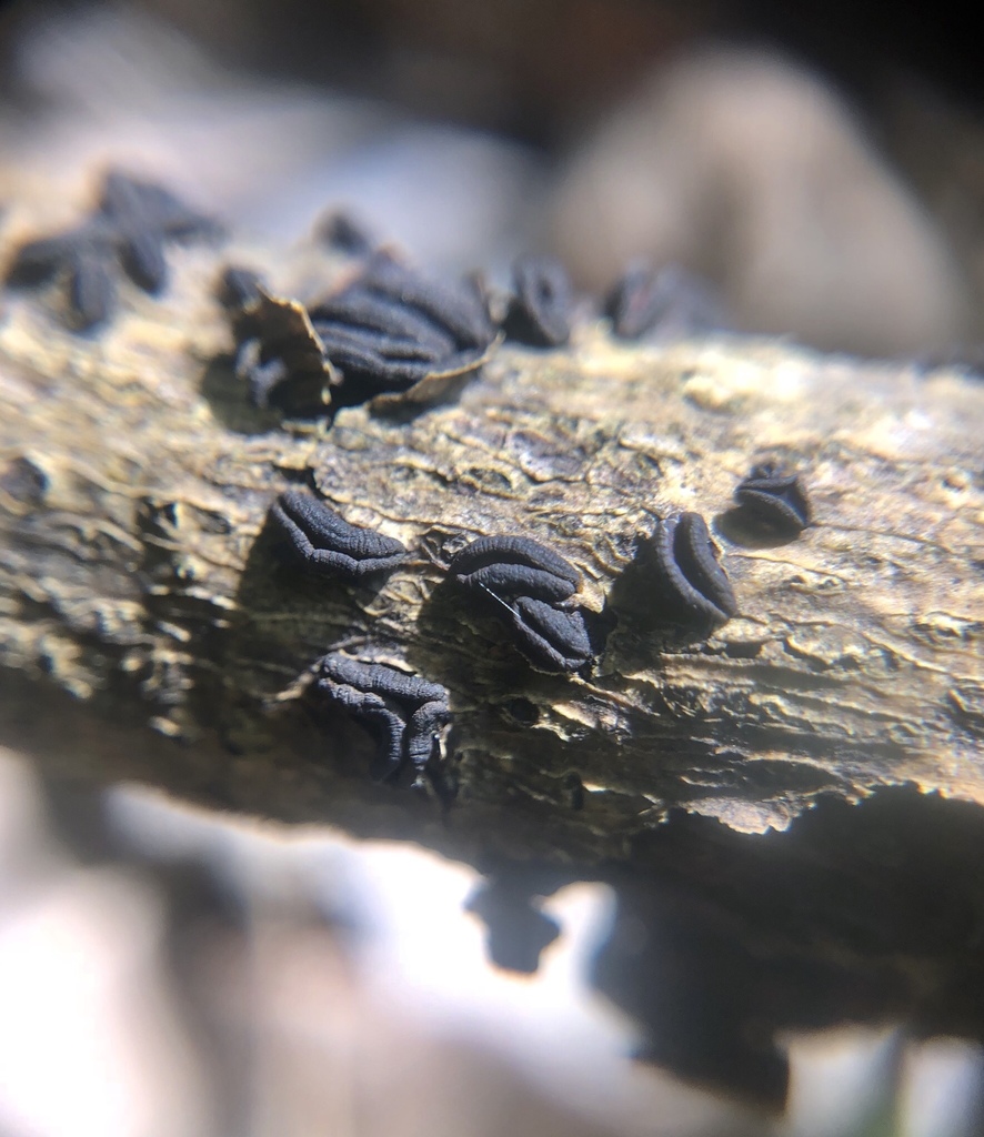 Sac Fungi and Lichens