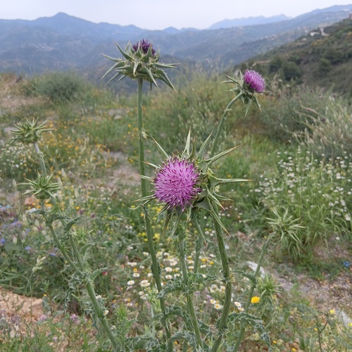 milk thistle