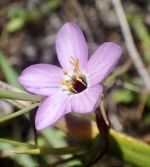 Leptosiphon ambiguus