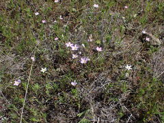 Leptosiphon ambiguus