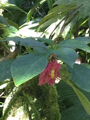 Drymonia strigosa