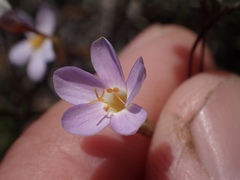 Leptosiphon ambiguus