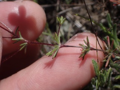 Leptosiphon ambiguus