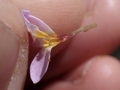 Leptosiphon ambiguus