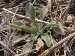 Aphanostephus ramosissimus