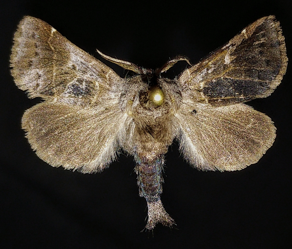 Bruce's Chocolate-tip Moth