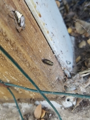 Phryganidia californica