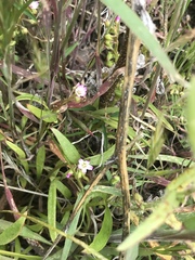 Claytonia parviflora viridis