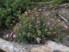 Spiraea splendens splendens