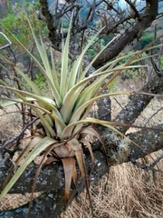 Tillandsia makoyana