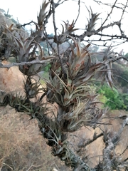 Tillandsia makoyana