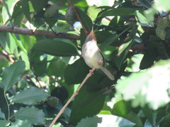 Orthotomus sepium