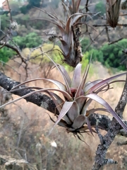 Tillandsia makoyana