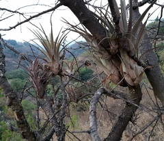 Tillandsia makoyana