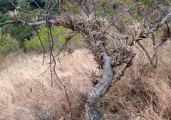 Tillandsia makoyana