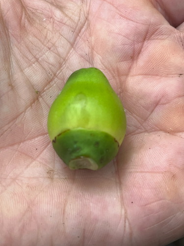 Bactris gasipaes - Fruit
