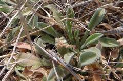 Aphanostephus ramosissimus