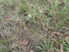 Schoenolirion wrightii