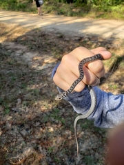 Coluber constrictor