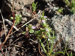 Pogogyne serpylloides