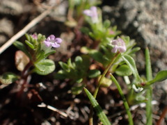 Pogogyne serpylloides