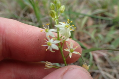 Schoenolirion wrightii