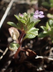 Pogogyne serpylloides