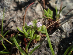 Pogogyne serpylloides