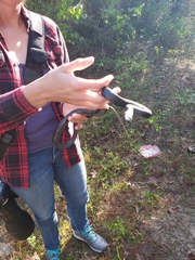 Coluber constrictor priapus