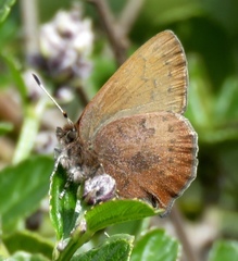 Callophrys augustinus iroides