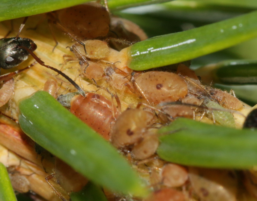 Aphid