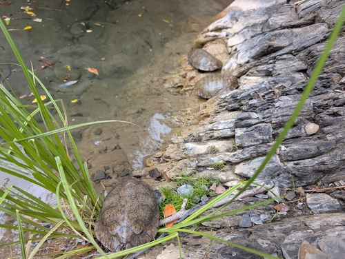 (North-) Western Pond Turtle, Actinemys marmorata