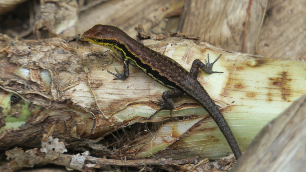 Eastern Rainbow Skink