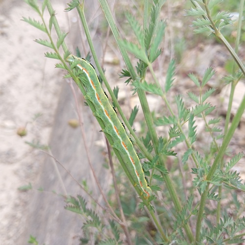 Sword-grass