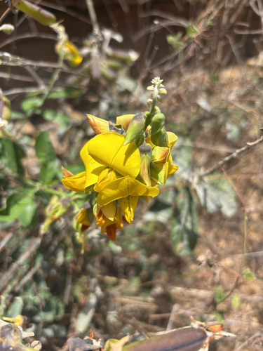Rattleweed