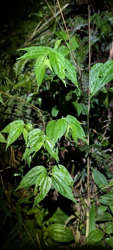 Trema cannabina observed 2026-05-04